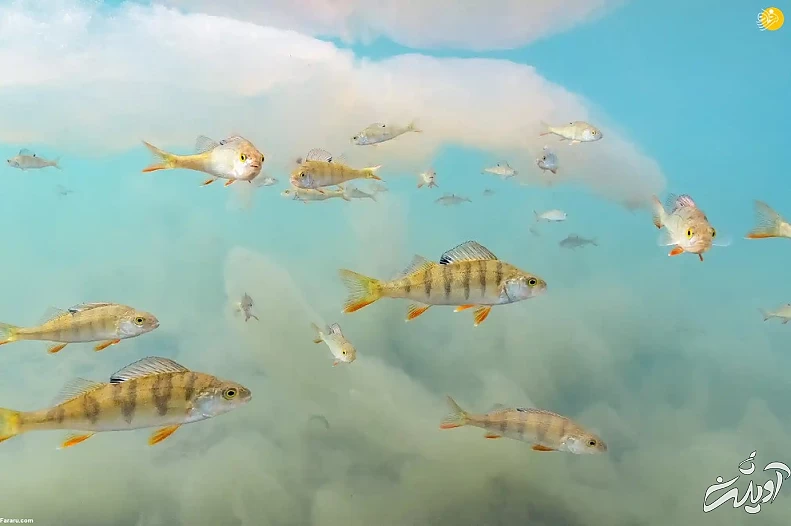 تصاویر تحسین شده مسابقه عکاسی حیات وحش ۲۰۲۲